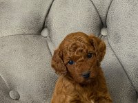 HER BÜTÇEYE POODLE