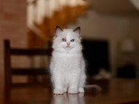Asaletli Ragdoll 