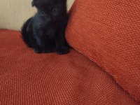 Scottish fold ve straight yavrular hazır