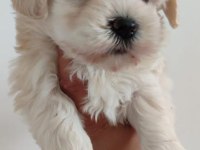 Maltese dişi köpeği