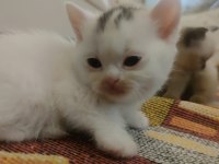British shorthair pembe patiler