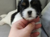 Yavru shih tzu çok uygun fiyatlı