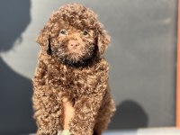 Petmode köpek çiftliğinden chocolate toy poodle