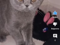 1 yaşında scottish fold erkek
