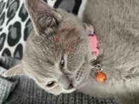 British Shorthair Yavrumuz Yeni Yuvasını Arıyor