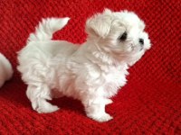 Maltese terrier ırkının en özel yavruları