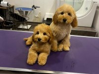 Poodle Bebekler