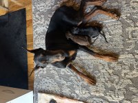 2 yaşında üretim izinli şecereli dişi doberman arayanlara