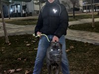 3 yaşında erkek cane corso evladımız