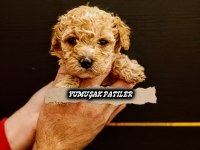 Kore Poodle