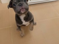 A KALİTE FRENCH BULLDOG YAVRULARI