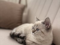1 yaşında erkek british shorthair