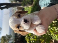 Cavalier king charles bebekler