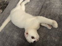 Gayet sağlıklı ve oyuncu scottish fold