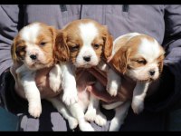 Cavalier king charles dişi ve erkek köpekler