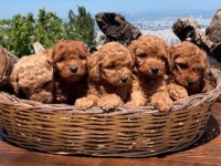 IRK GARANTİLİ RED BROWN POODLE BEBEKLER