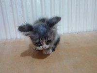 Kırık kulak kediler