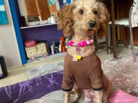 Toy Poodle 2 Yaşında