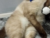 Baba biritish shorthair anne siyam malzeme ile birlikte vece