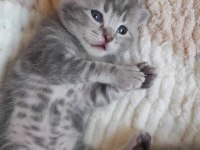 Scottish fold