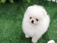 Teacup Pomeranian Erkek Yavru