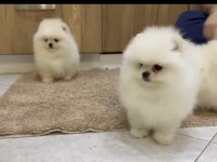 Pomeranian boo yavruları