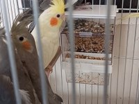 2 Aylık Sultan Papağanları