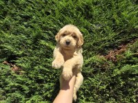 Baby face golden retriever bebeklerimi