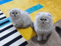 Scottish fold longhair dişi
