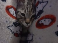 3 aylık gri erkek kedimiz yuvasını arıyor