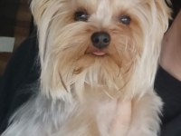 3 aylık dişi tea cup yorkshire terrier