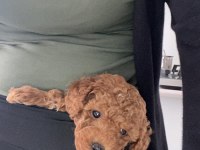 Kore - Red Brown - A Kalite Bebek Yüzlü Poodle