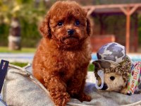 Eğitilebilir Toy Poodle Yavruları ile Evinize Neşe Katın