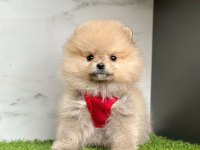 Sevimli Pomeranian Boo Yavrularımız