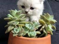 11 Mart doğumlu scottish fold yeni ailelerimizi arıyoruz