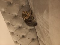 Yeni yuvamızı arıyoruz british shorthair