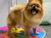 Pomeranian boo