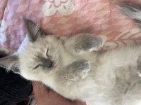 2 aylık aşısı var blue point british shorthair