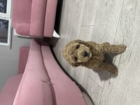 2 aylık toy poodle yavruları