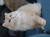 British Longhair Ny 12 Dişi