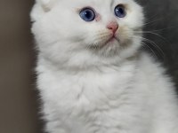 Şecereli babanın scottish fold bebeği