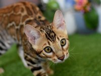 OZYLEOPARD BENGAL KITTENS