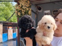 İstediğiniz reklerde poodle ıslak burunlar