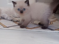 Sadece aileye british shorthair