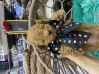 Son kalan Mükemmel poodle bebek