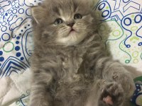 Minik british longhair pamuklar
