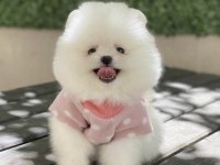 Pomerianan Boo Yavru Köpeğimiz