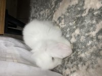 Hollanda Lop Tavşanı