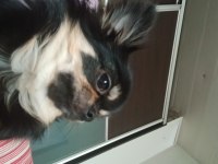 Siyah chihuahua