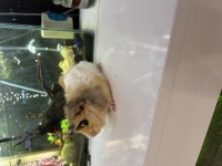 GİNEPİG YAVRUSU CİTYPETSHOP
